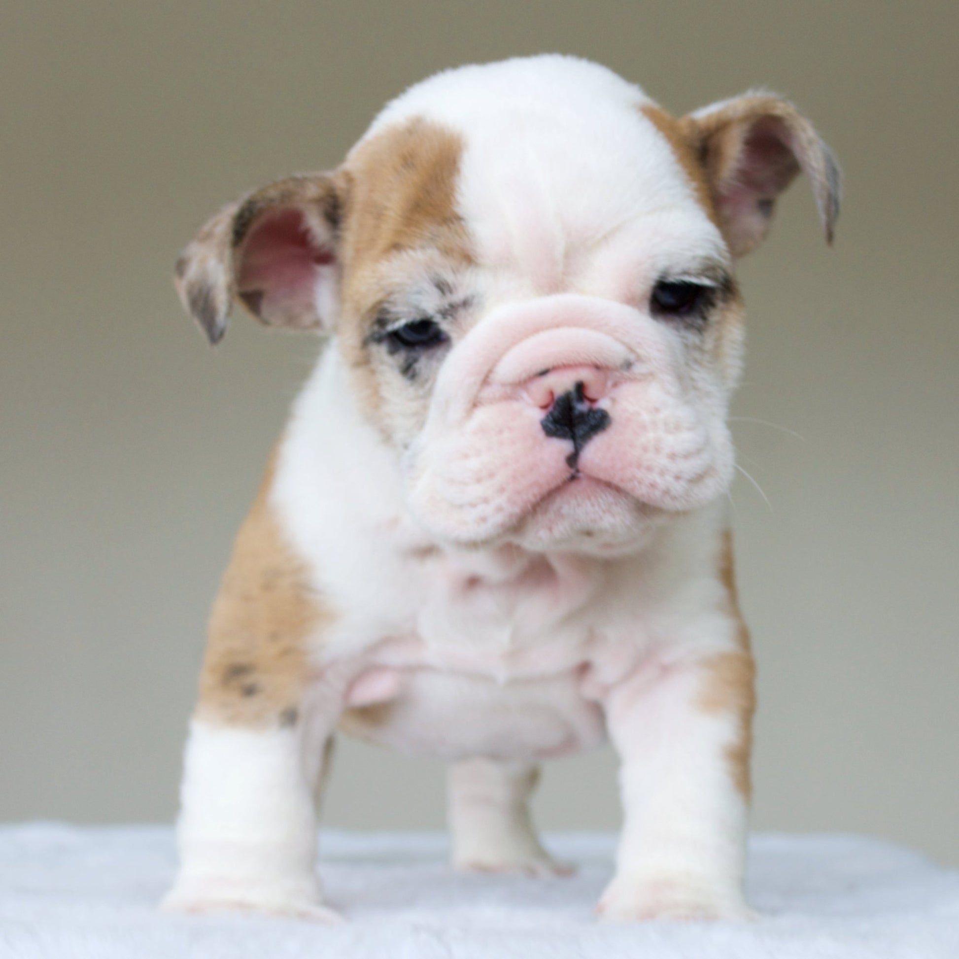 MAX (BOY) - WB English Bulldogs