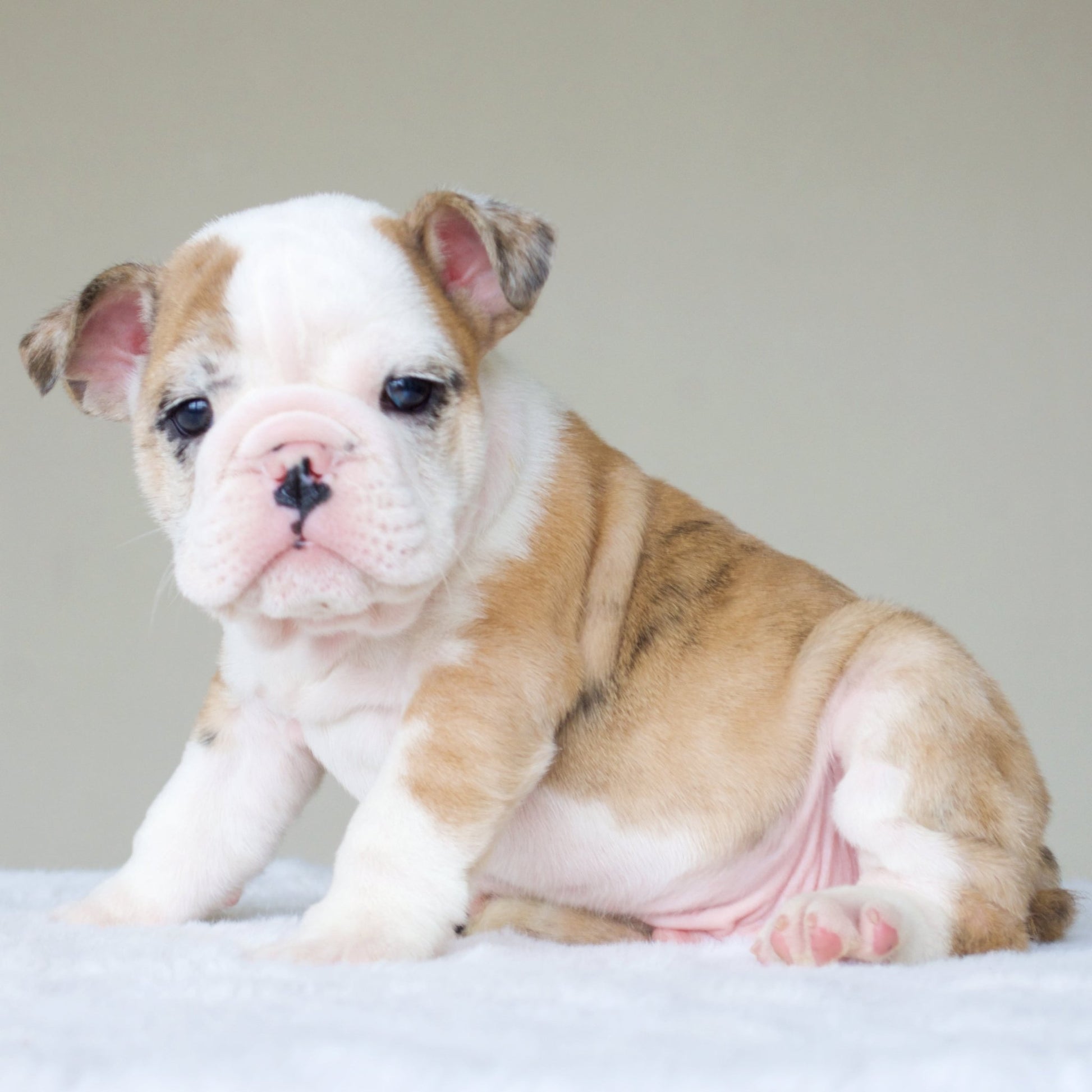 MAX (BOY) - WB English Bulldogs