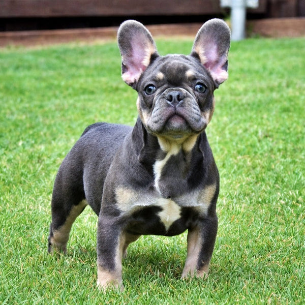 🎀 MILA - WB English Bulldogs