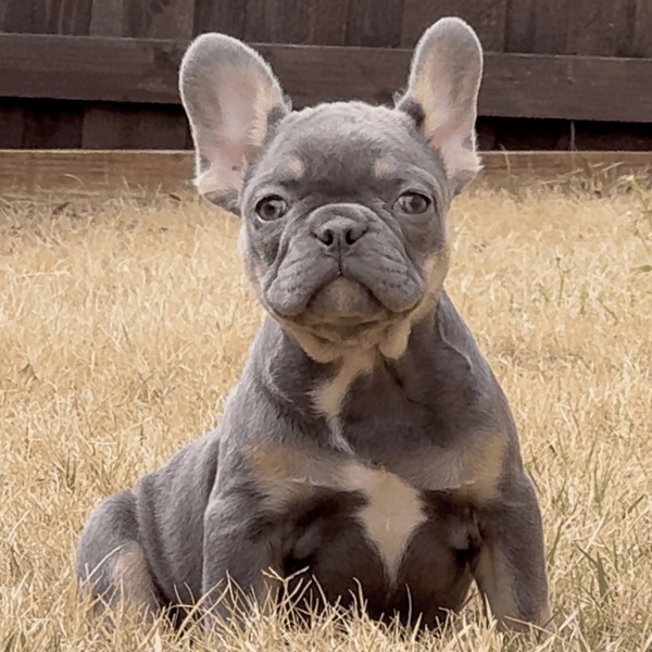 🎀 MILA - WB English Bulldogs