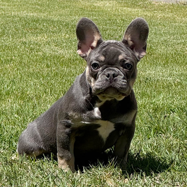 🎀 MILA - WB English Bulldogs