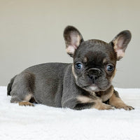 MILA (GIRL ) French Bulldog - WB English Bulldogs