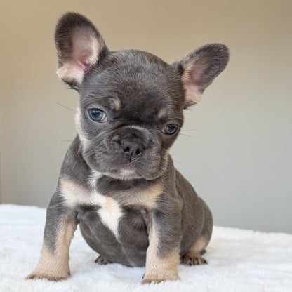 MILA (GIRL ) French Bulldog - WB English Bulldogs