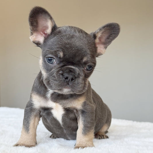 MILA (GIRL ) French Bulldog - WB English Bulldogs