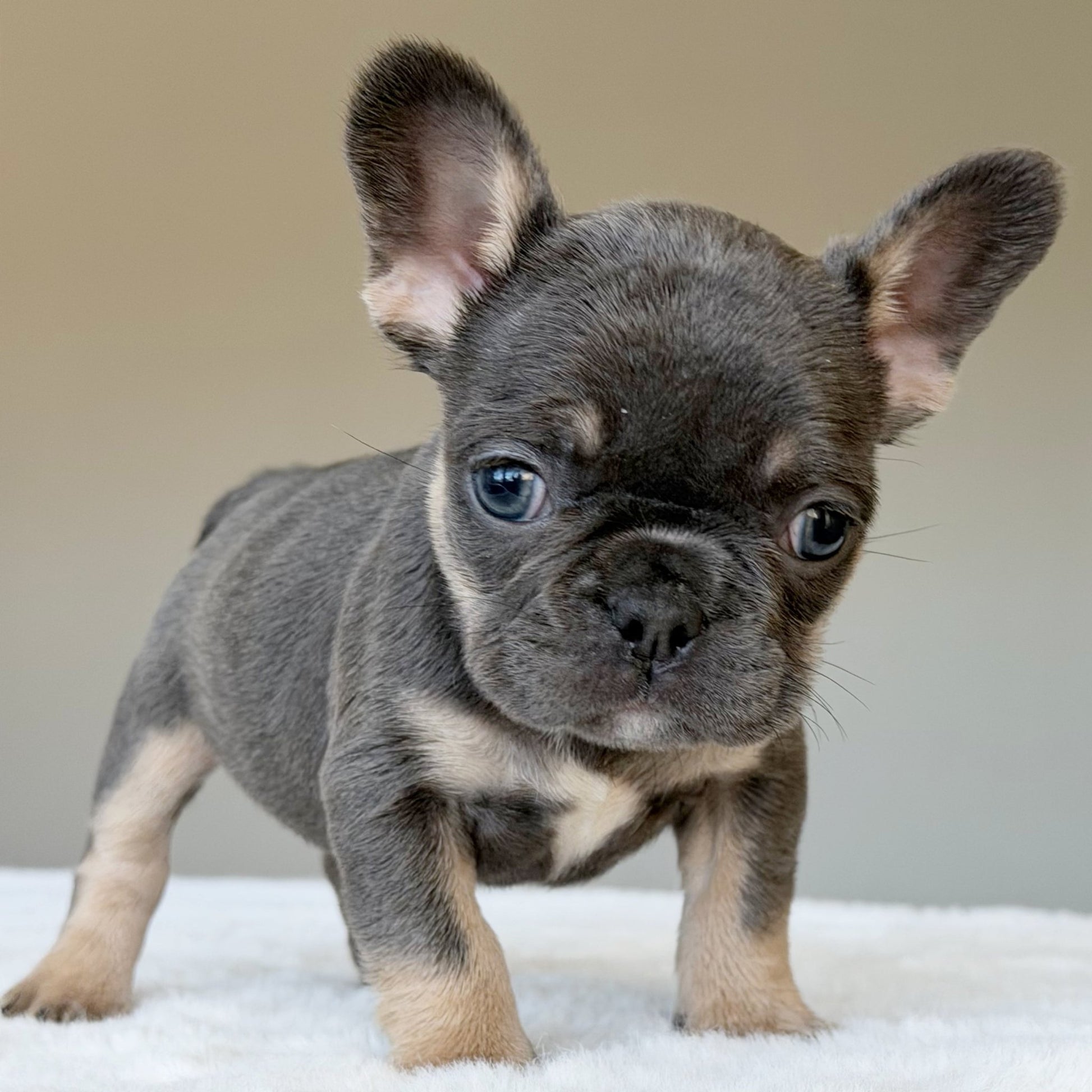 MILA (GIRL ) French Bulldog - WB English Bulldogs