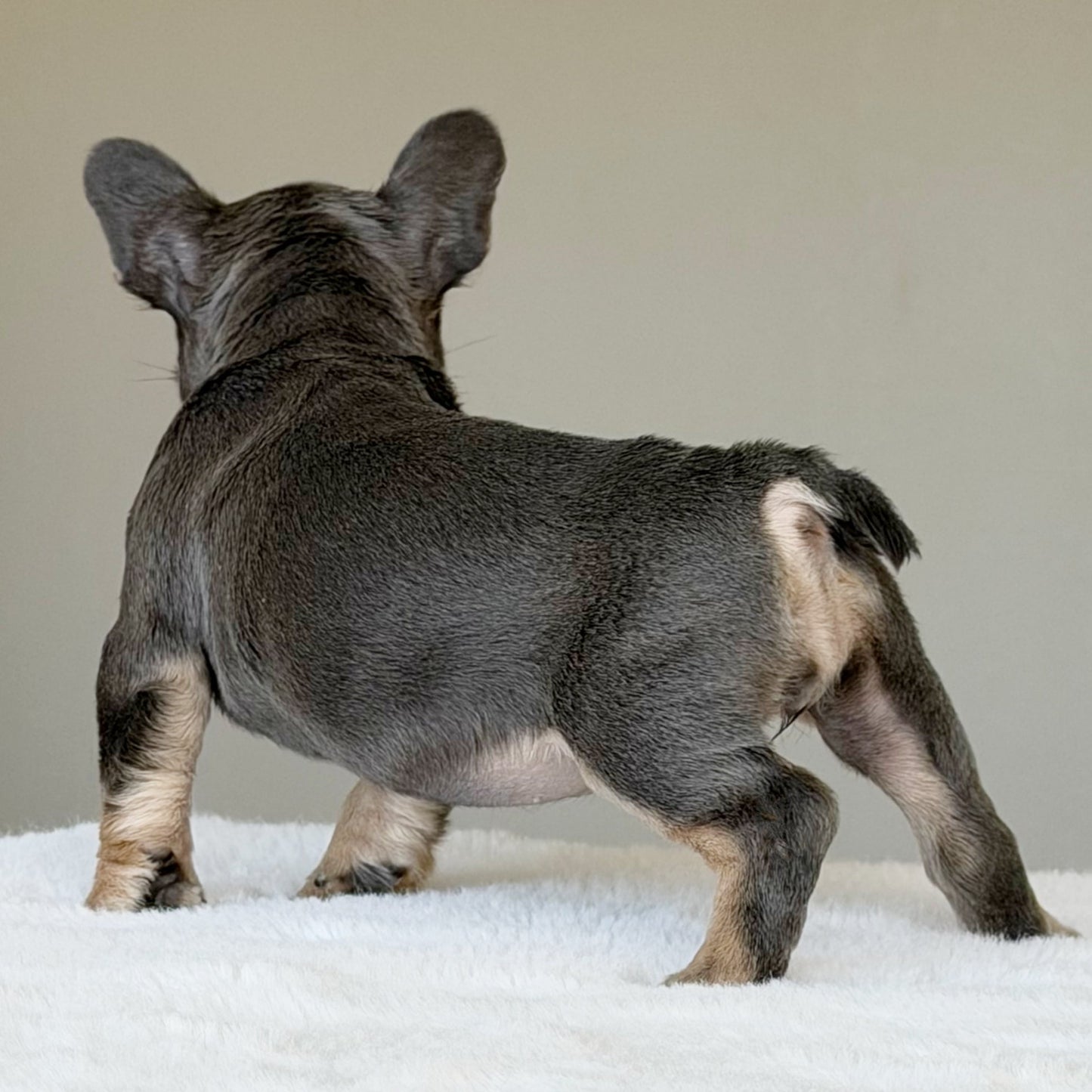 MILA (GIRL ) French Bulldog - WB English Bulldogs