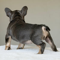 MILA (GIRL ) French Bulldog - WB English Bulldogs