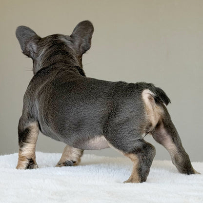 MILA (GIRL ) French Bulldog - WB English Bulldogs