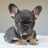 MILA (GIRL ) French Bulldog - WB English Bulldogs