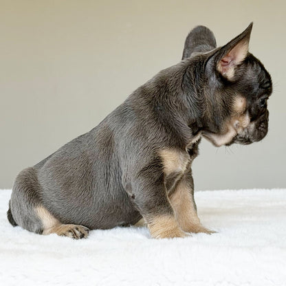 MILA (GIRL ) French Bulldog - WB English Bulldogs