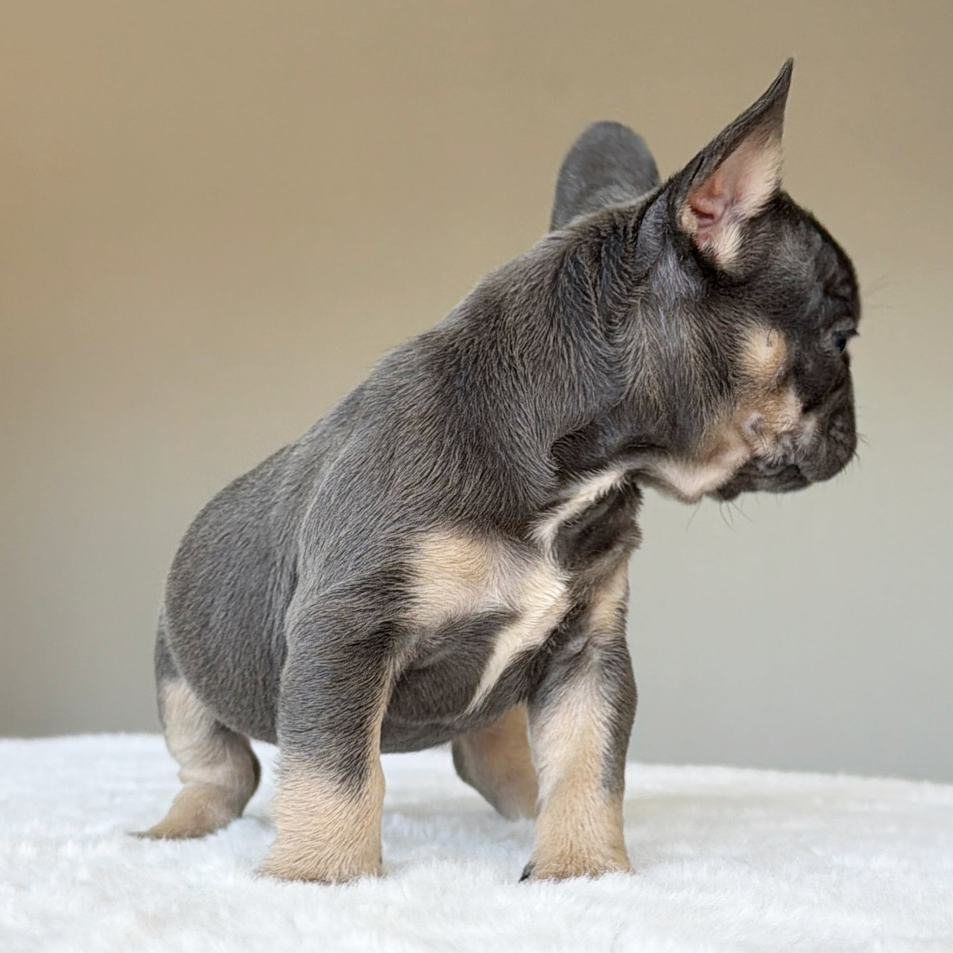 MILA (GIRL ) French Bulldog - WB English Bulldogs