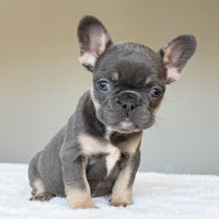 MILA (GIRL ) French Bulldog - WB English Bulldogs