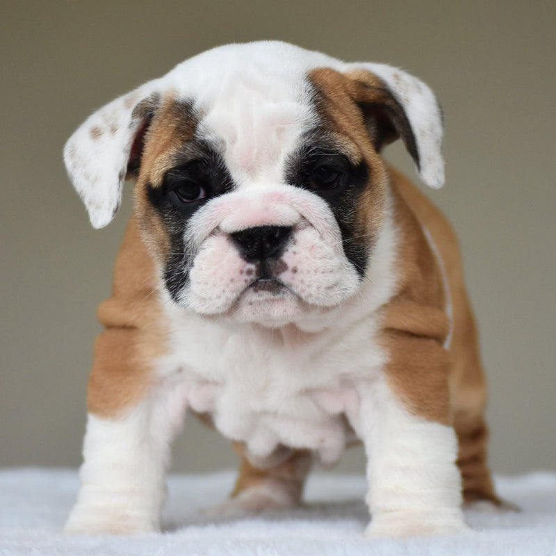 🎀 MILLIE - WB English Bulldogs