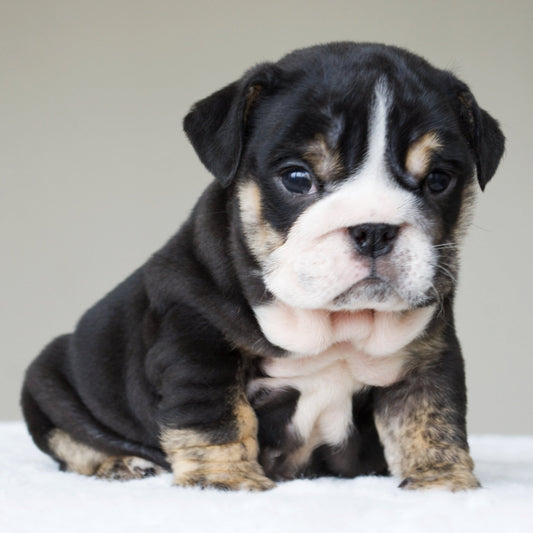 MIMI (Girl) - WB English Bulldogs