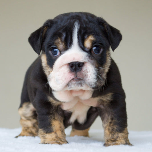 MIMI (Girl) - WB English Bulldogs