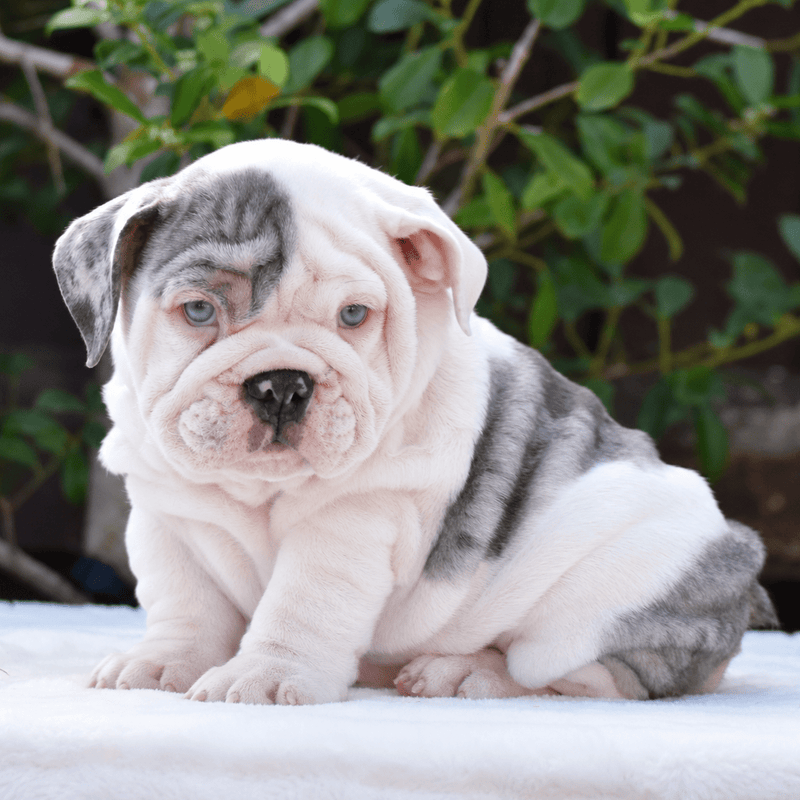 MISS BLEU - $3,500 - WB English Bulldogs