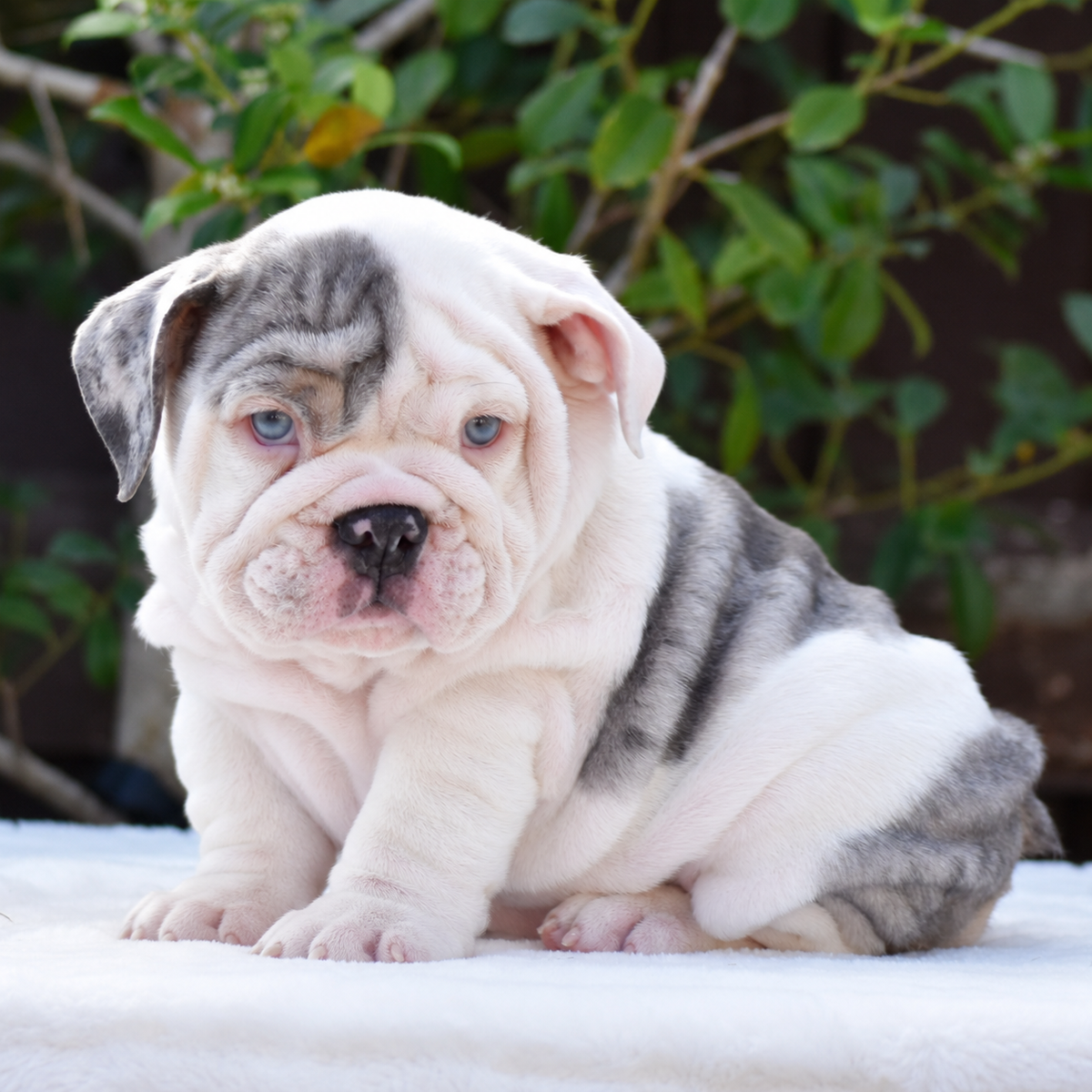 MISS BLEU - $3,500