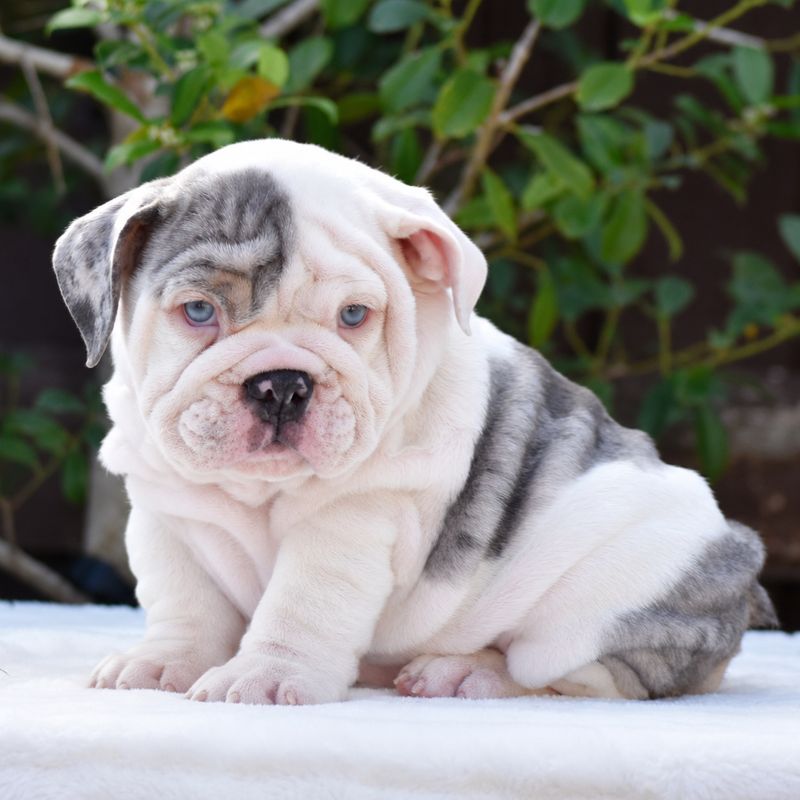 MISS BLEU - $3,500