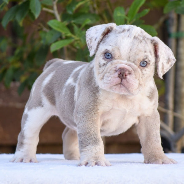 MOCHA - $3200 - WB English Bulldogs
