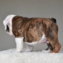 💎 MONACO - WB English Bulldogs