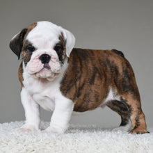 💎 MONACO - WB English Bulldogs