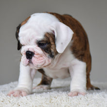 💎 MONACO - WB English Bulldogs
