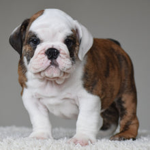 💎 MONACO - WB English Bulldogs