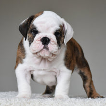 💎 MONACO - WB English Bulldogs