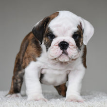💎 MONACO - WB English Bulldogs