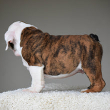 💎 MONACO - WB English Bulldogs