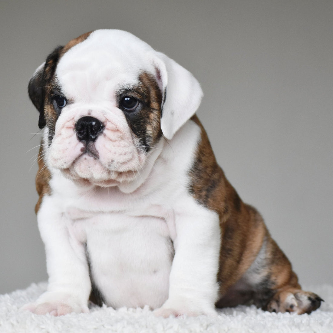 💎 MONACO - WB English Bulldogs