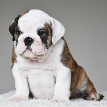 💎 MONACO - WB English Bulldogs