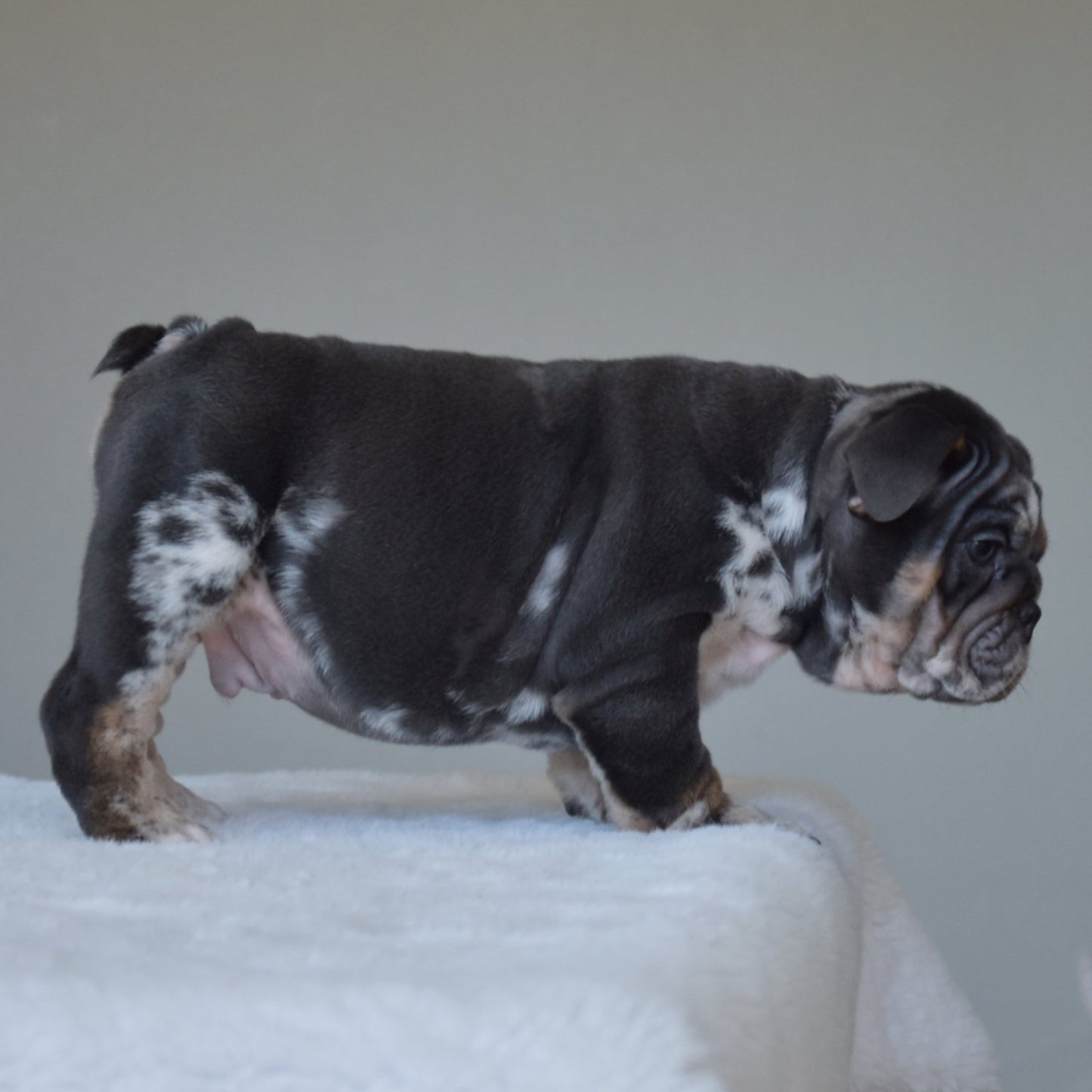 MONACO (BOY) - WB English Bulldogs