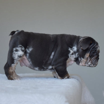 MONACO (BOY) - WB English Bulldogs