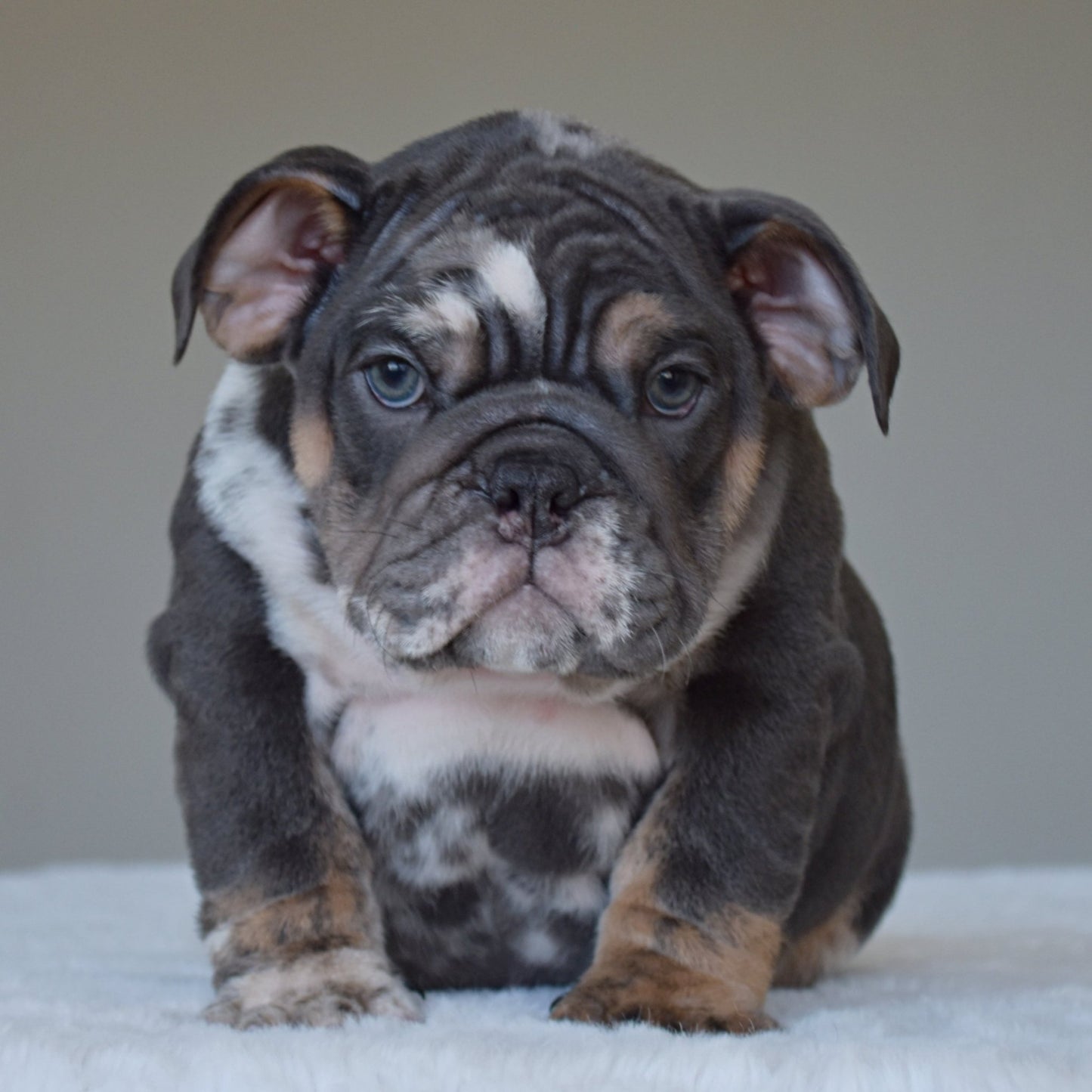 MONACO (BOY) - WB English Bulldogs