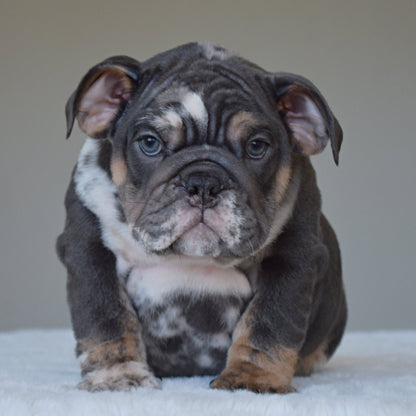 MONACO (BOY) - WB English Bulldogs