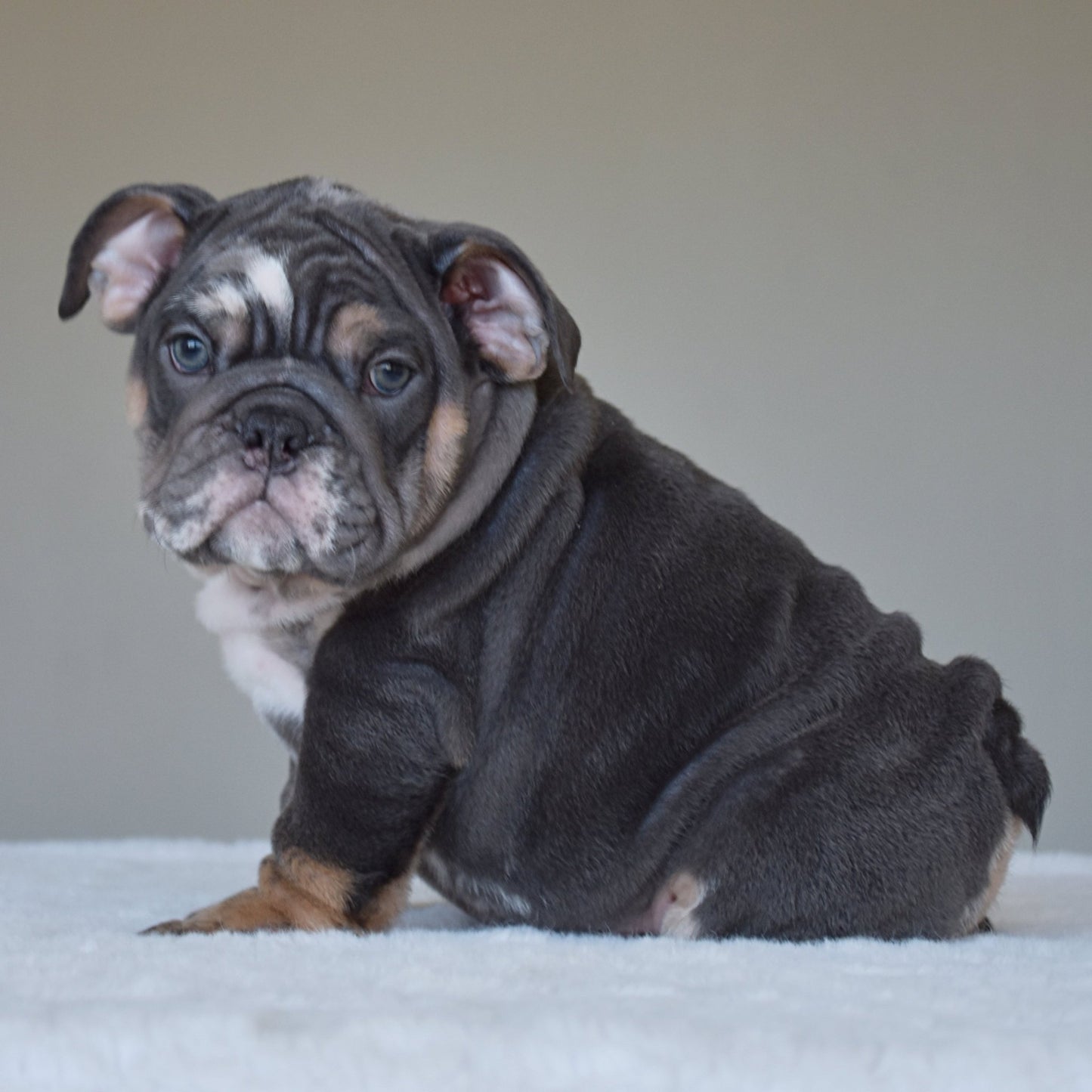 MONACO (BOY) - WB English Bulldogs