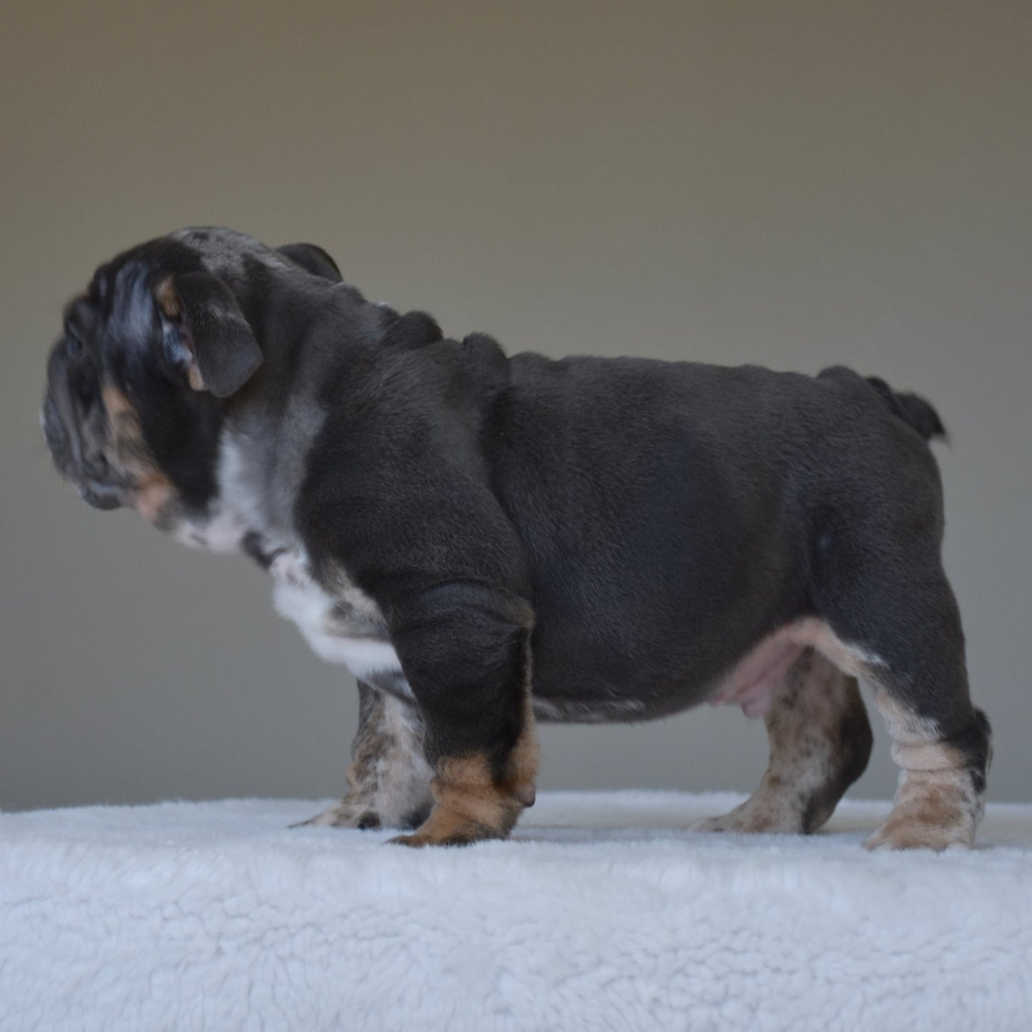 MONACO (BOY) - WB English Bulldogs