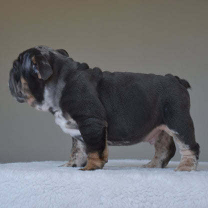 MONACO (BOY) - WB English Bulldogs