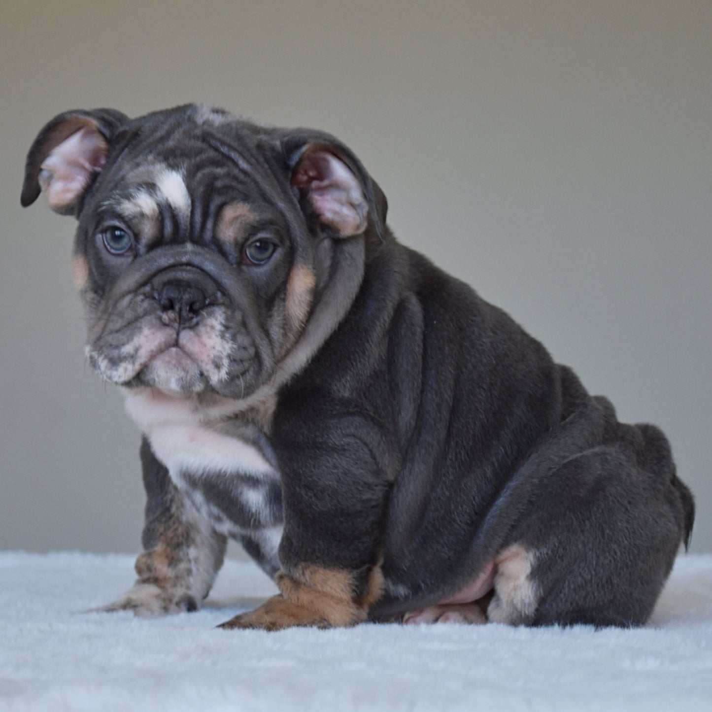 MONACO (BOY) - WB English Bulldogs