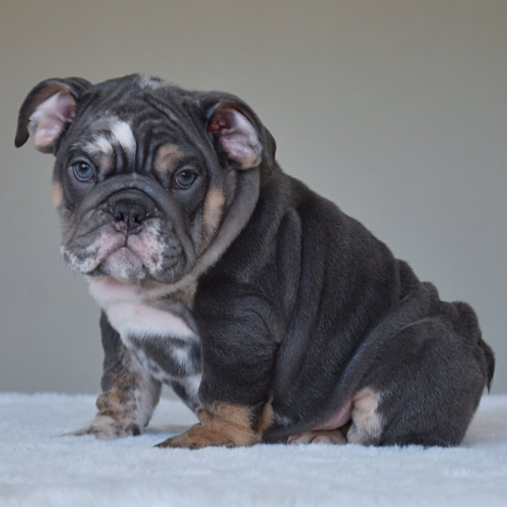 MONACO (BOY) - WB English Bulldogs