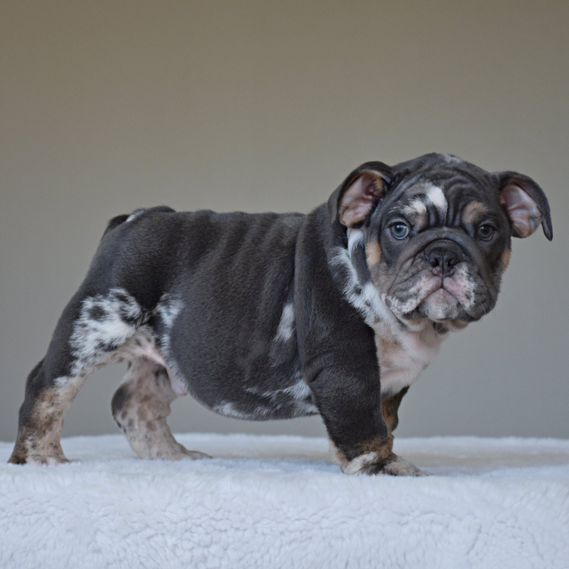 MONACO (BOY) - WB English Bulldogs