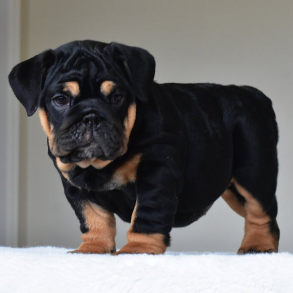 🎀 NALA - WB English Bulldogs