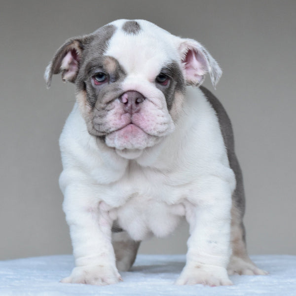 NALA - $3500 - WB English Bulldogs