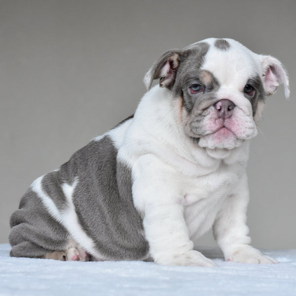 NALA - $3500 - WB English Bulldogs