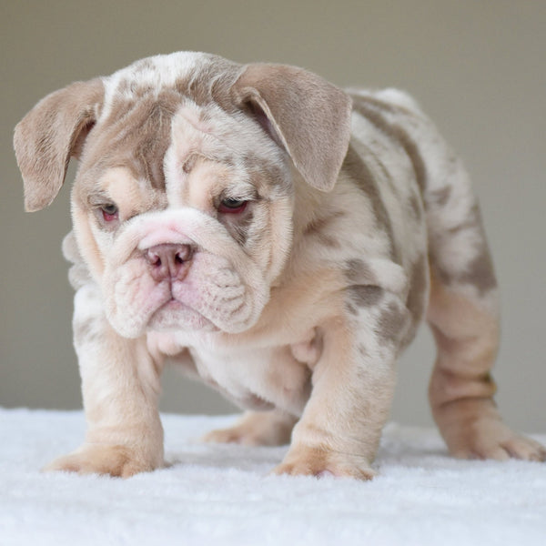 🎀 NALA (Girl) - WB English Bulldogs