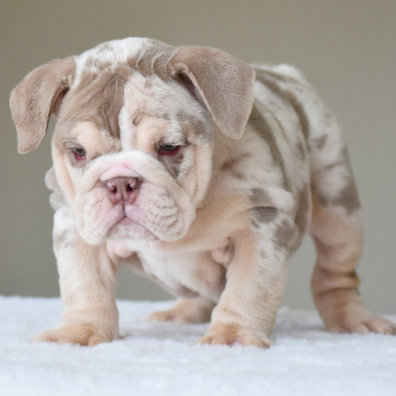 🎀 NALA (Girl) - WB English Bulldogs