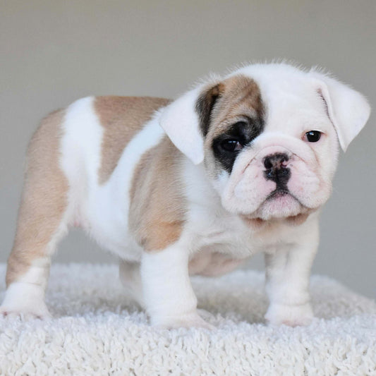 NALA (Girl) - WB English Bulldogs