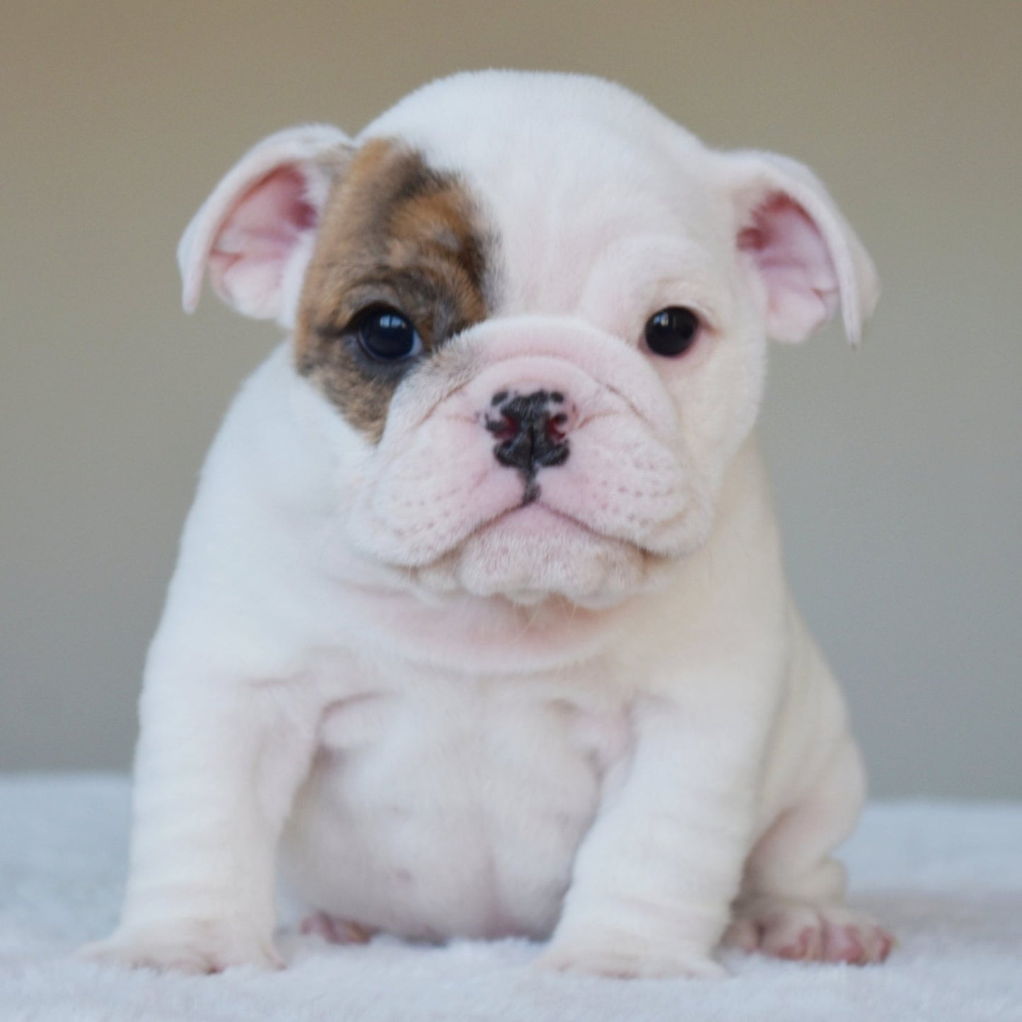 NOVA (Girl) - WB English Bulldogs
