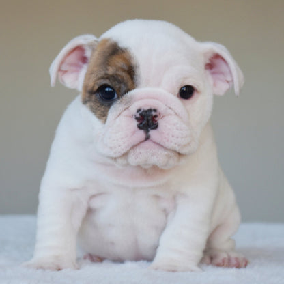 NOVA (Girl) - WB English Bulldogs